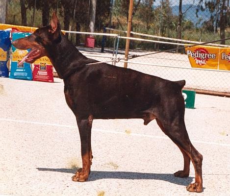 Goldy of Jealousy | Brown Doberman Pinscher