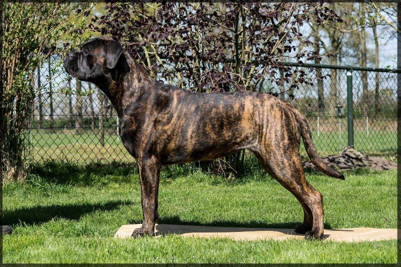 The Peatcutter's Black Rose | Bullmastiff 