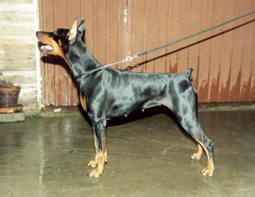 Beatrice Bonfire | Black Doberman Pinscher