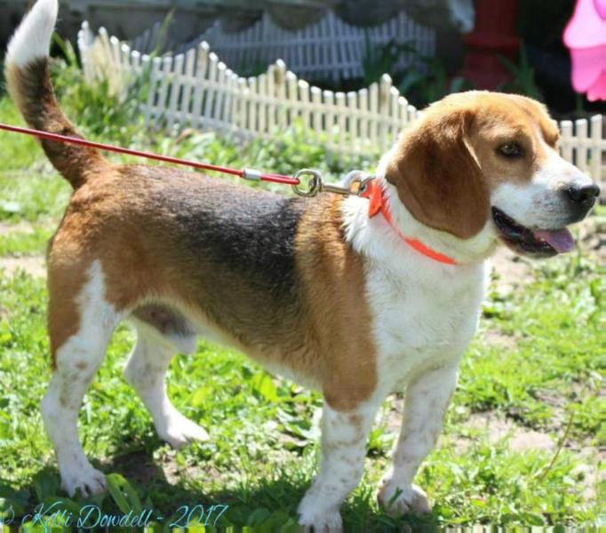 Lord Toby Gardner | Beagle 