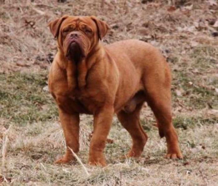 Paragon's Prince | Dogue de Bordeaux 