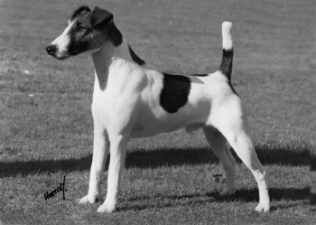 Vertway Stable Lad | Smooth Fox Terrier 