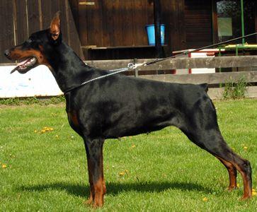 Elektra Extra Moravak | Black Doberman Pinscher