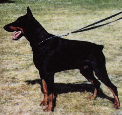 Grif Kvart | Black Doberman Pinscher