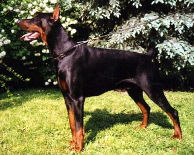 Tahi-réme Hurrican | Black Doberman Pinscher