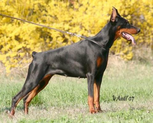 Come As You Are Vesta | Black Doberman Pinscher