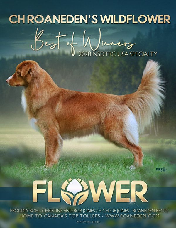 Roaneden's Wild Flower | Nova Scotia Duck Tolling Retriever 