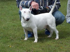 ZUMA DZIEDZICTWO TUDORA | Bull Terrier 