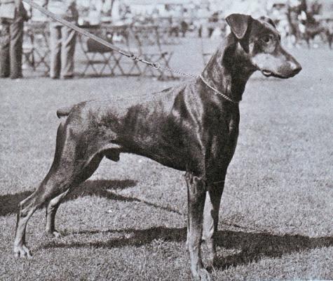 Challenger of Sonhende | Black Doberman Pinscher