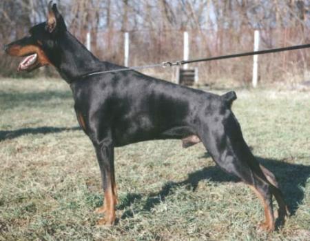 Don Vito Qviri of Arno House | Black Doberman Pinscher