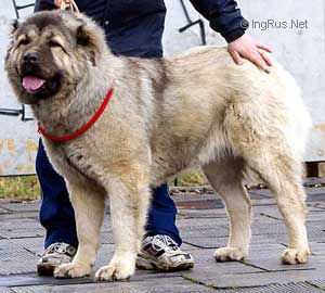 Russkii Risk Lvitsa | Caucasian Mountain Dog 