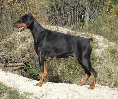 Larinja de Gagnant | Black Doberman Pinscher