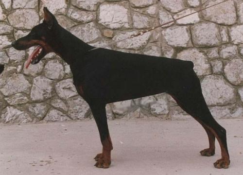 Kalina Royal Bell | Black Doberman Pinscher