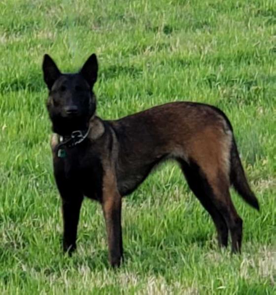 North River's Razzmatazz | Belgian Malinois 