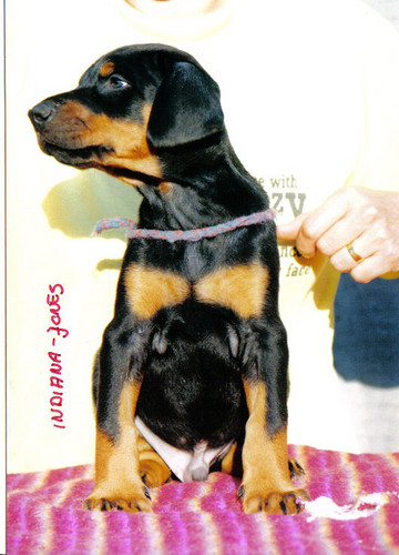 Indiana-Jones King of Darkness | Black Doberman Pinscher