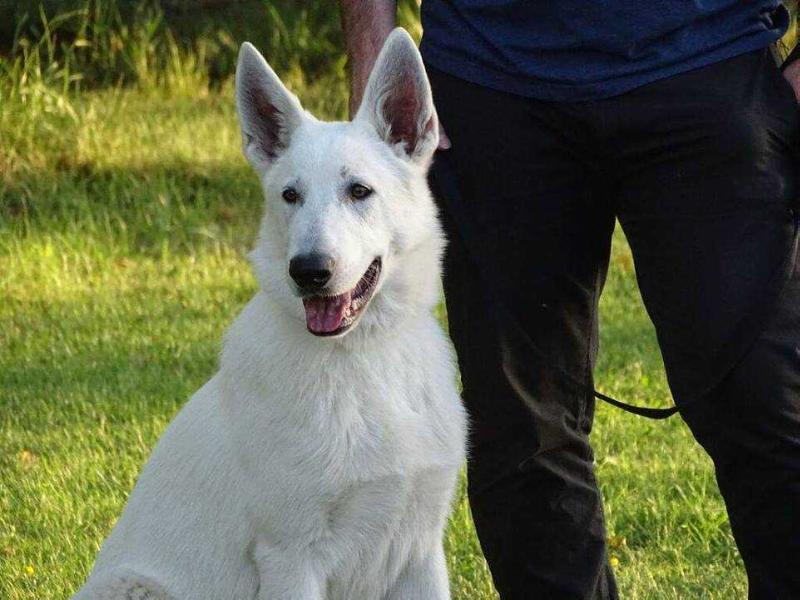 Paloose P'tits Loups d'Amour | White Swiss Shepherd Dog 