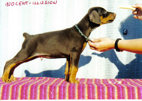 Inocent-Illusion King of Darkness | Brown Doberman Pinscher