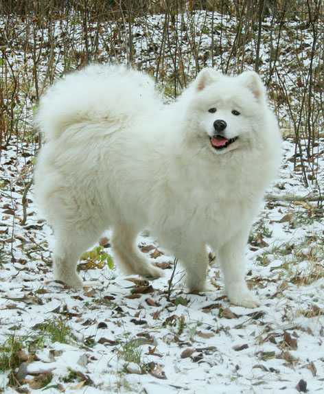 Izdomasu Lovely Eva | Samoyed 