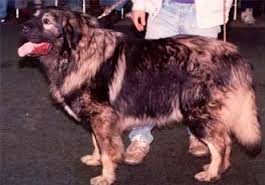 KRALJ OD PECE | Yugoslavian Shepherd Dog-Sarplaninac 