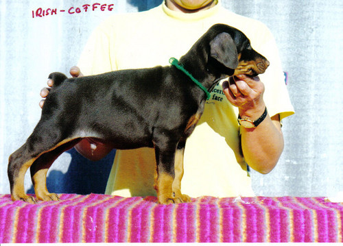 Irish-Coffee King of Darkness | Brown Doberman Pinscher