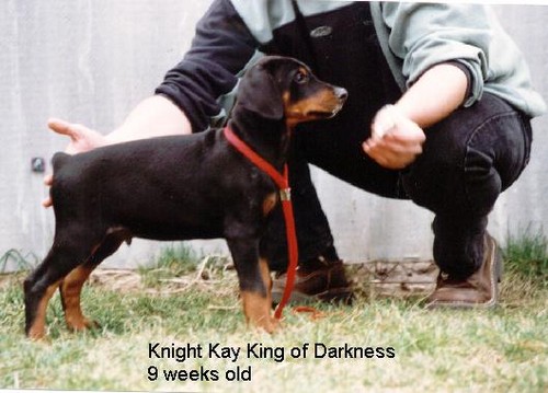 Knight-Kay King of Darkness | Black Doberman Pinscher