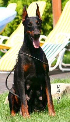 Carmina v. Garuda | Black Doberman Pinscher