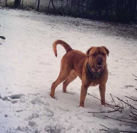 SHADOW OF BLOOMSBURG | Dogue de Bordeaux 