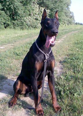 Steel Dragon Quebec | Black Doberman Pinscher