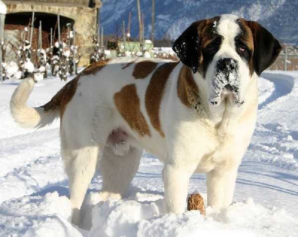 Benur du Grand St. Bernard | Saint Bernard 