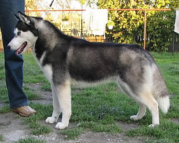 Tina's Black Princes Eskimoski Domek | Siberian Husky 