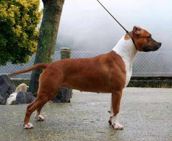 Karballido staffs waka waka | American Staffordshire Terrier 