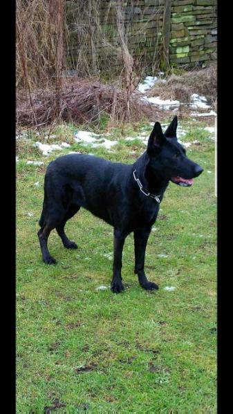 Rathdrumanne Storm | German Shepherd Dog 