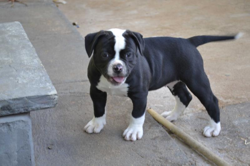 Rock Bulls Tokyo | American Bulldog 