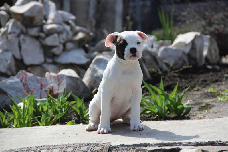 Kiara princess of pride | American Bulldog 