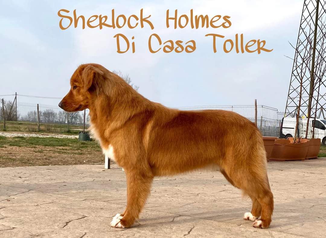 Sherlock Holmes Di Casa Toller | Nova Scotia Duck Tolling Retriever 