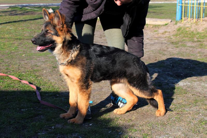 Shakira Fame and Flame | German Shepherd Dog 