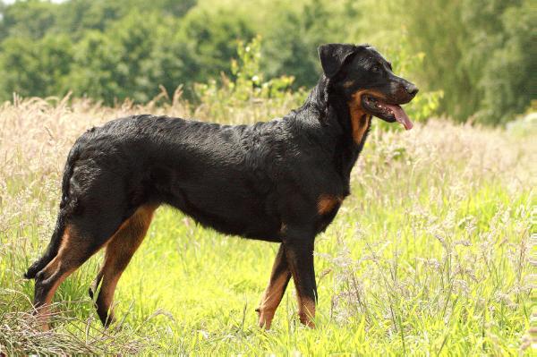 Enza De La Terre Sacree De Marius | Beauceron 