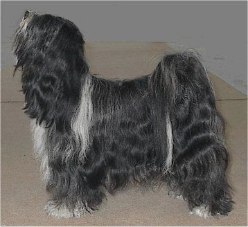 DENDROBATES ELAINE | Tibetan Terrier 