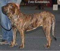 Andira Terra Vera Cruz | Fila Brasileiro 