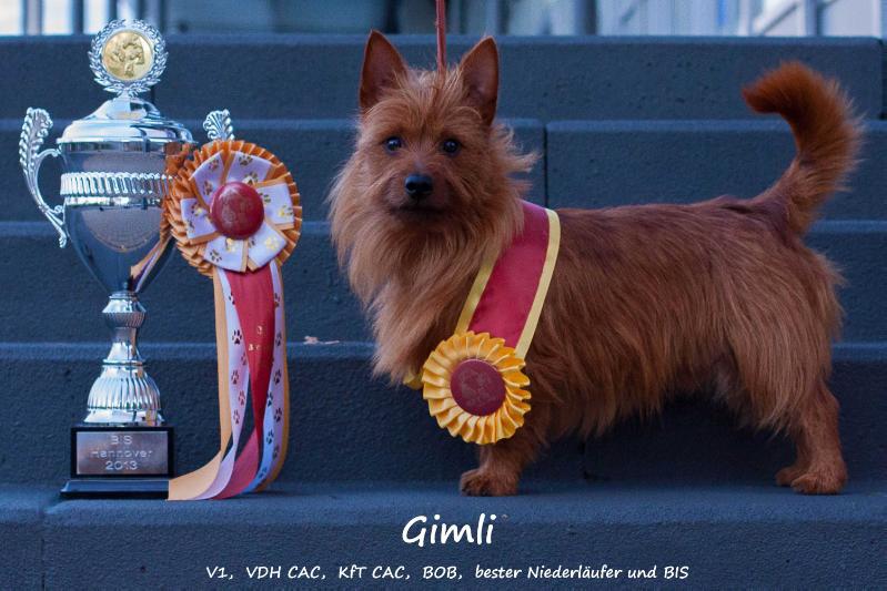 Va Bene N-Joy | Australian Terrier 