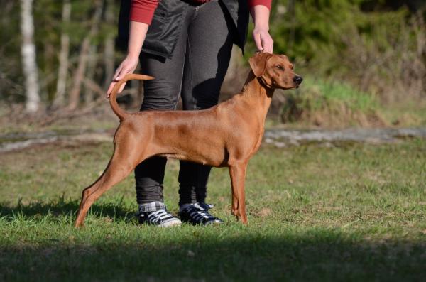 Megamagee SHAM-AND-A-LIE | German Pinscher 