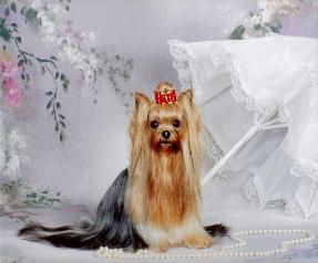 Debonair's Diamond N The Ruff | Yorkshire Terrier 