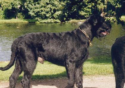 Bilbo vom Moorredder | Giant Schnauzer 