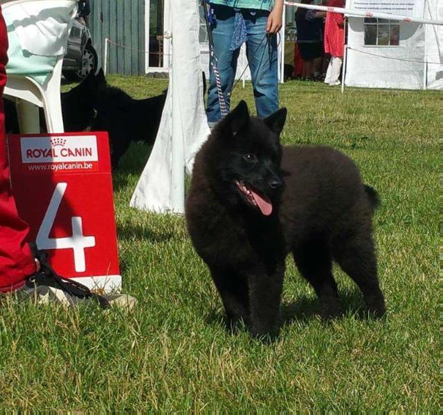 La Belle du Dragon Rouge de Jupiter | Schipperke 