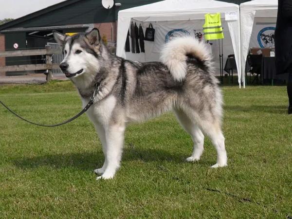 Qalmar Maleygmyuts Kinapak | Alaskan Malamute 