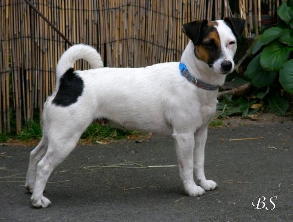 Astyra Eldorado Lipi | Jack Russell Terrier 