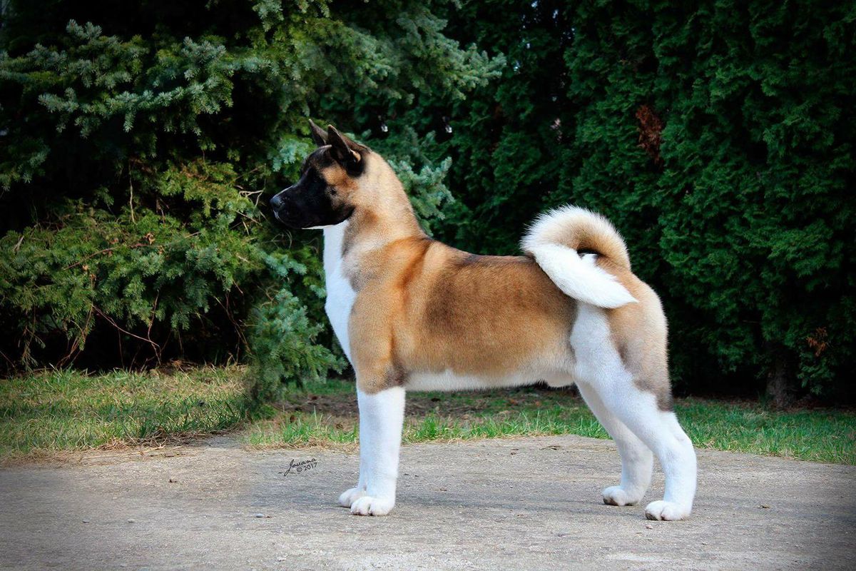 Dr. Wolf From Bosnia With Love | Akita 