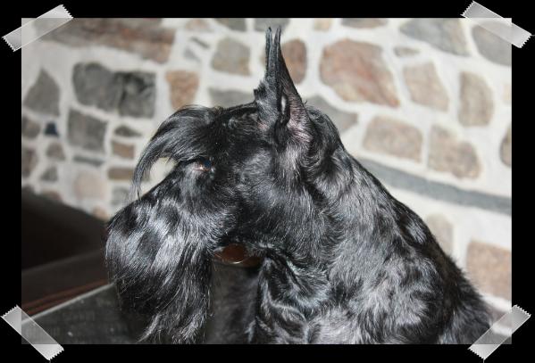 BLACK N'TANTRUM Who's That Girl | Scottish Terrier 