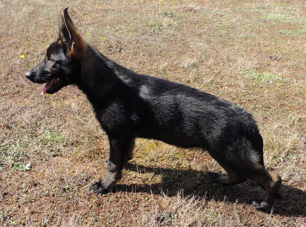 Phoenix von Schraderhaus | German Shepherd Dog 