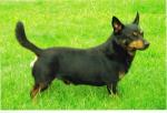 Mongrel's Uncle Unwin at Simonsville | Lancashire Heeler 